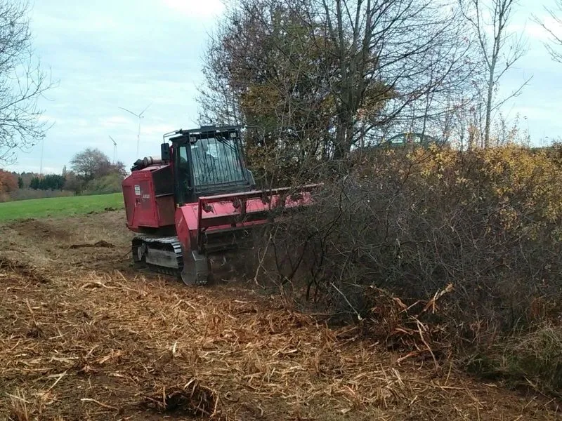 Rodungsarbeiten